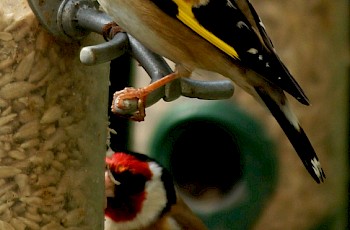 Goldfinch - April 2014